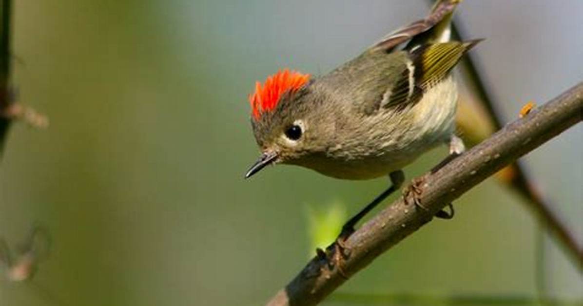 How Big Are Ruby-Crowned Kinglets?