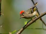 How Big Are Ruby-Crowned Kinglets?