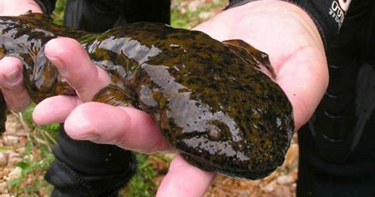 How Big Can a Hellbender Get?