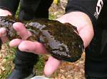 How Big Can a Hellbender Get?