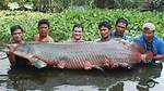 How Big Do Arapaima Get?