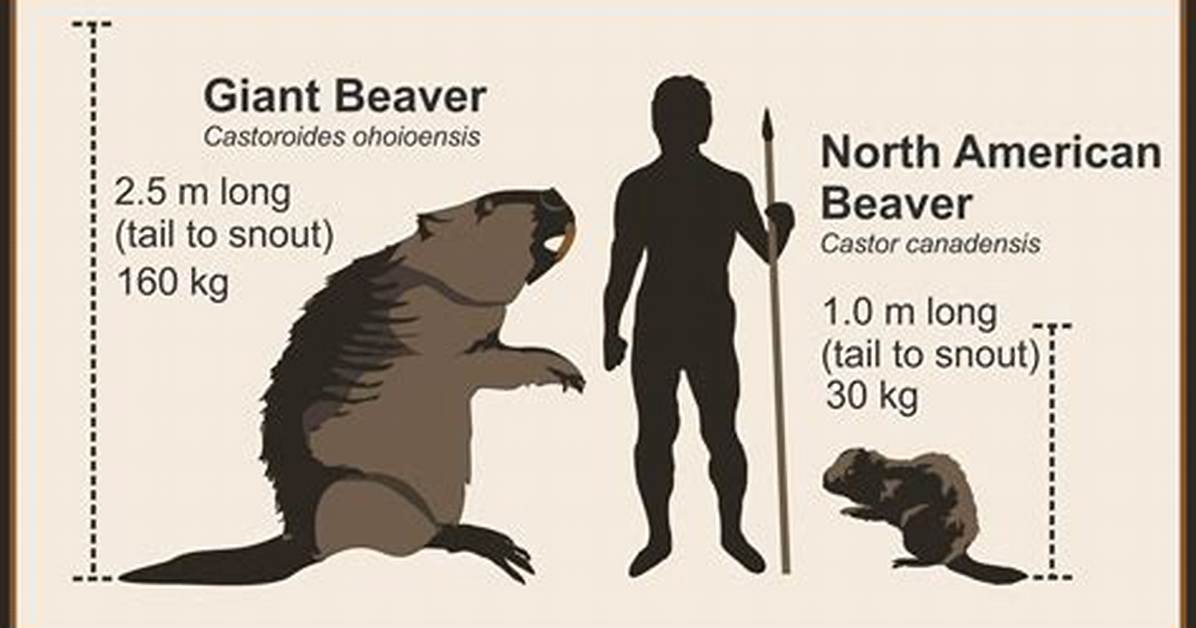 How Big Do Beavers Get?