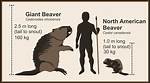 How Big Do Beavers Get?