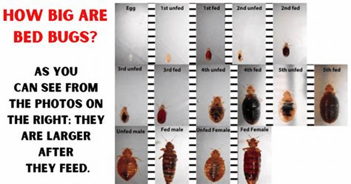 How Big Do Bed Bugs Get