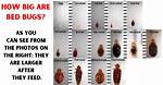How Big Do Bedbugs Get