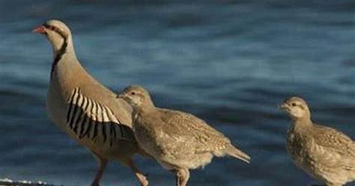 How Big Do Chukars Get?