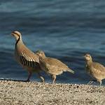 How Big Do Chukars Get?