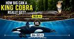 How Big Do Cobras Get?