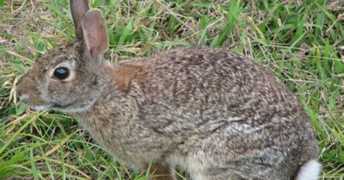 How Big Do Cottontails Get?