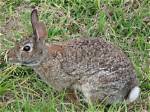 How Big Do Cottontails Get?