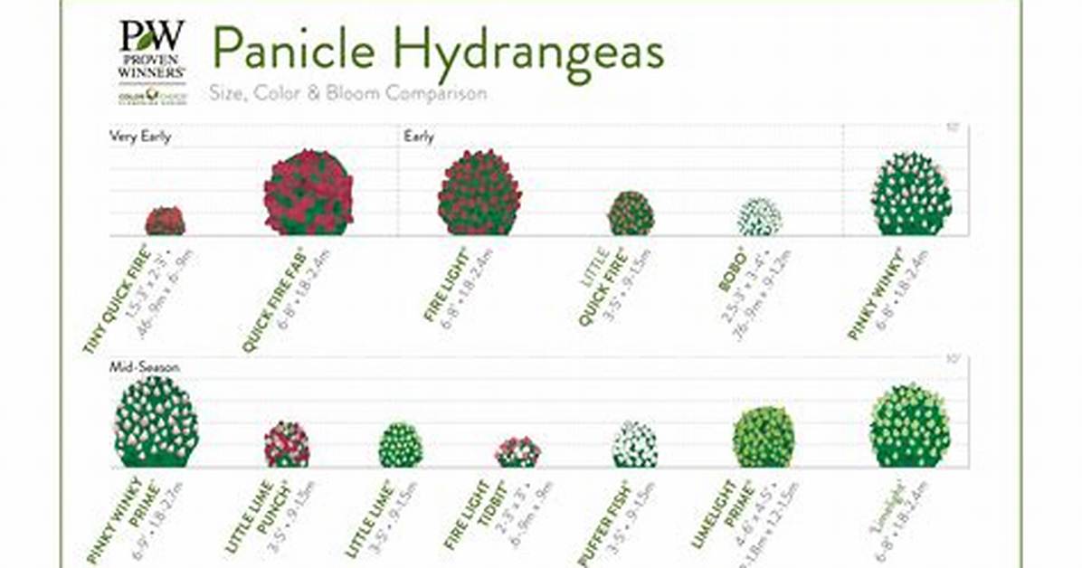 How Big Do Hydrangeas Get
