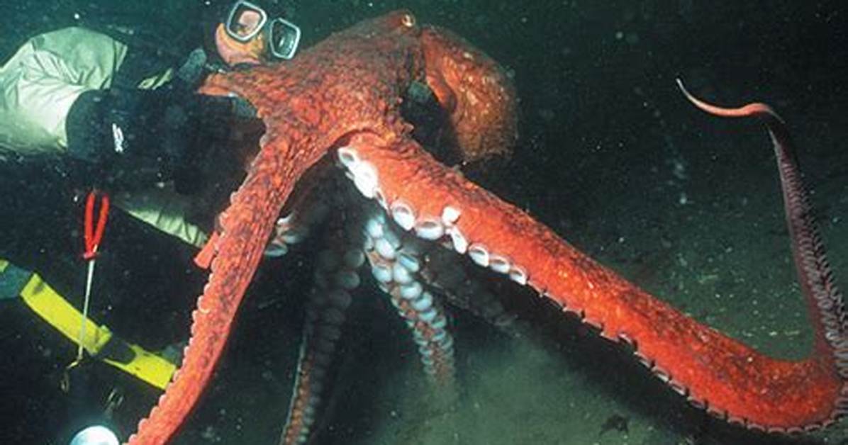 How Big Do Octopus Get
