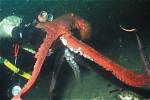 How Big Do Octopus Get