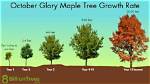 How Big Do Red Maples Get?