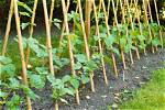 How Big Do Runner Beans Grow