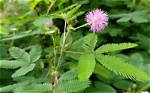 How Big Do Sensitive Plants Get