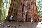 How Big Do Sequoia Trees Get