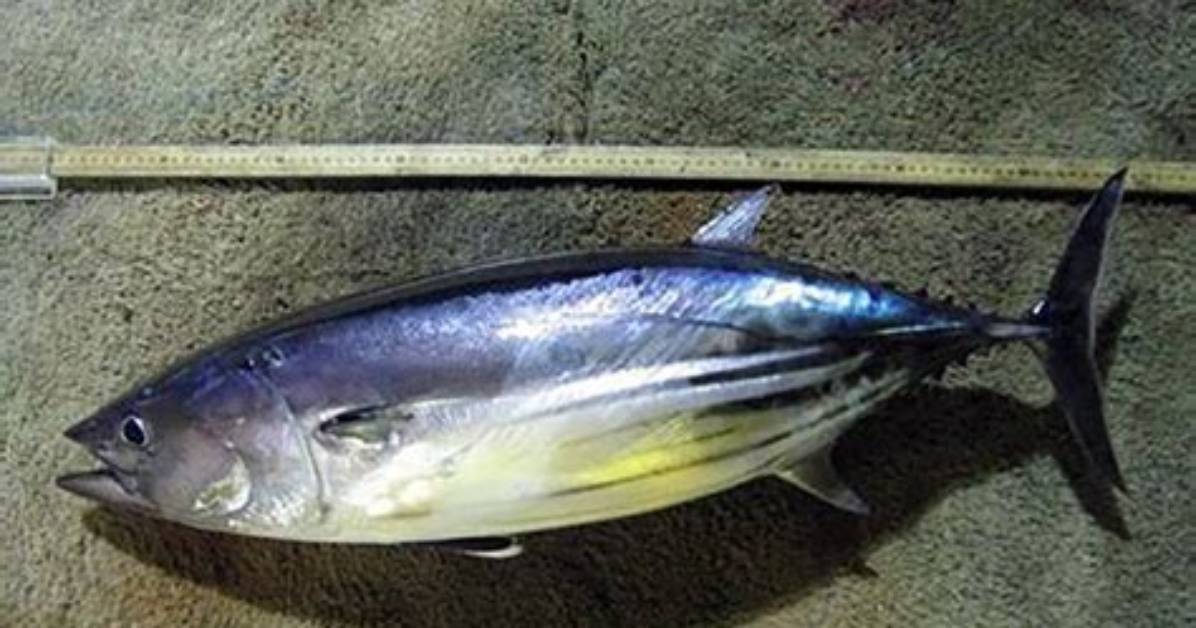 How Big Do Skipjack Get?