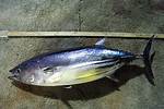 How Big Do Skipjack Get?