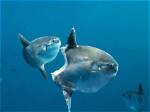 How Big Do Sunfish Get?