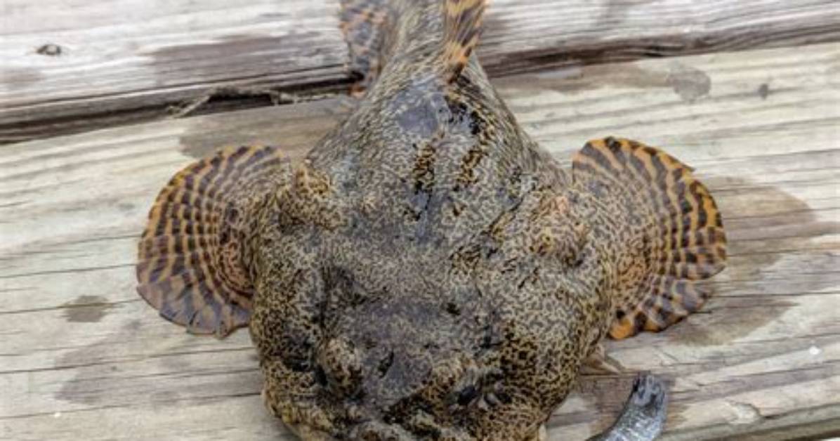 How Big Do Toadfish Get?