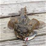 How Big Do Toadfish Get?