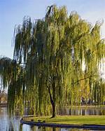 How Big Do Weeping Willows Get