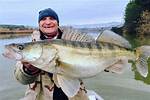 How Big Do Zander Get?