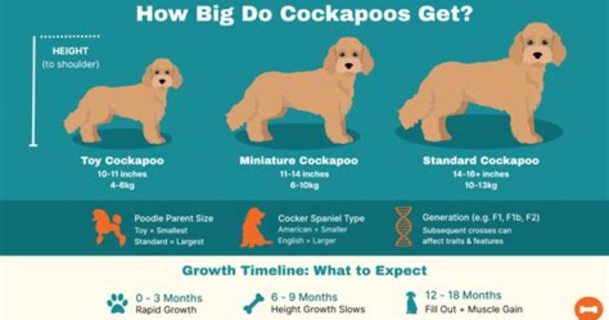 How Big Does a Cockapoo Get?
