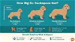 How Big Does a Cockapoo Get?
