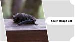 How Big Does a Silver-Haired Bat Get?