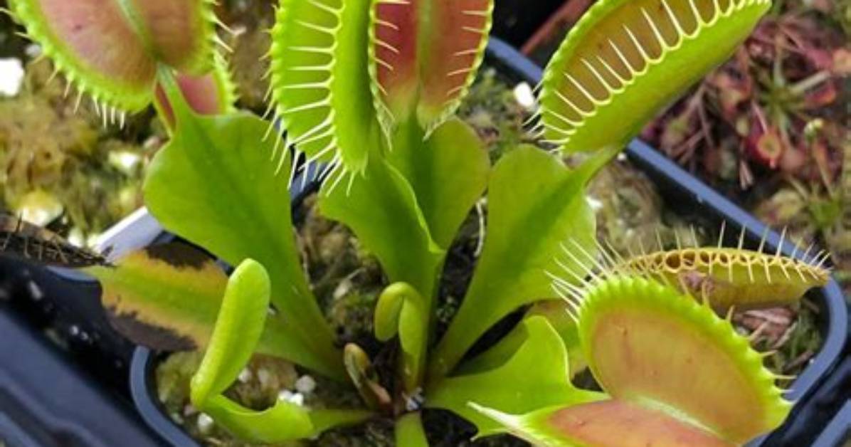 How Big Does a Venus Flytrap Get