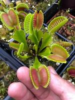 How Big Does a Venus Flytrap Get