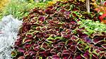 How Big Does Coleus Get