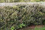How Big Does Corokia Grow