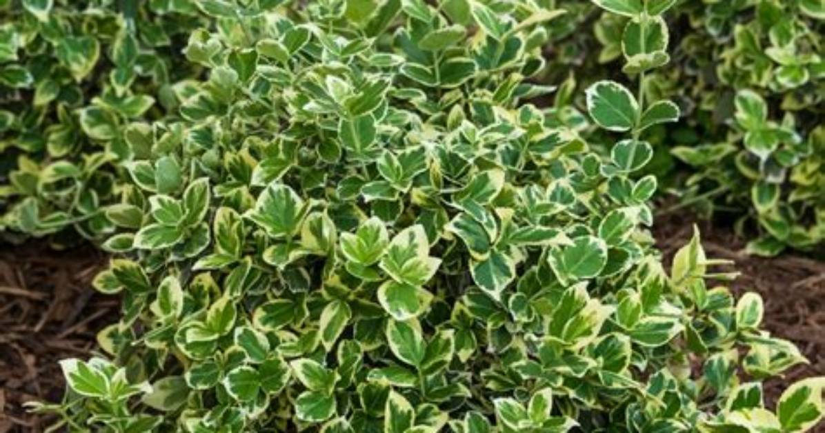 How Big Does Euonymus Get?