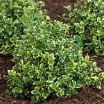 How Big Does Euonymus Get?