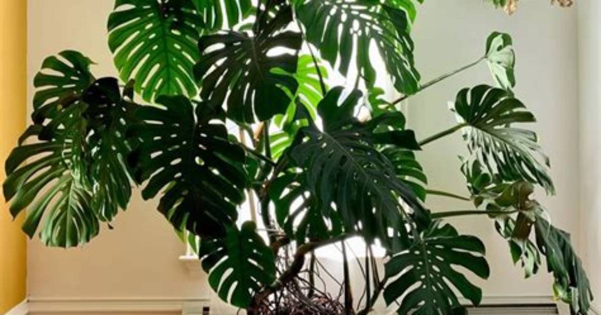 How Big Does Monstera Get