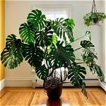 How Big Does Monstera Get