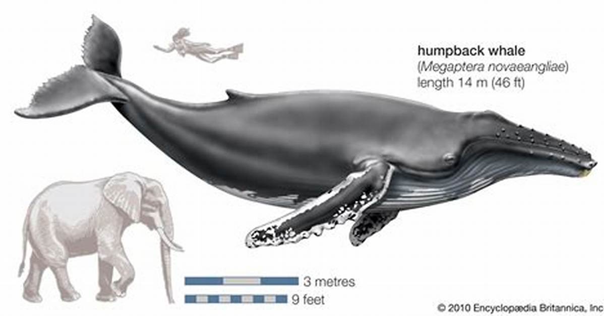 How Big Is a Humpback Whale Compared to a Bus