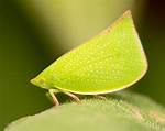 How Big Is a Leafhopper