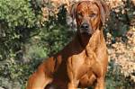 How Big Rhodesian Ridgeback?