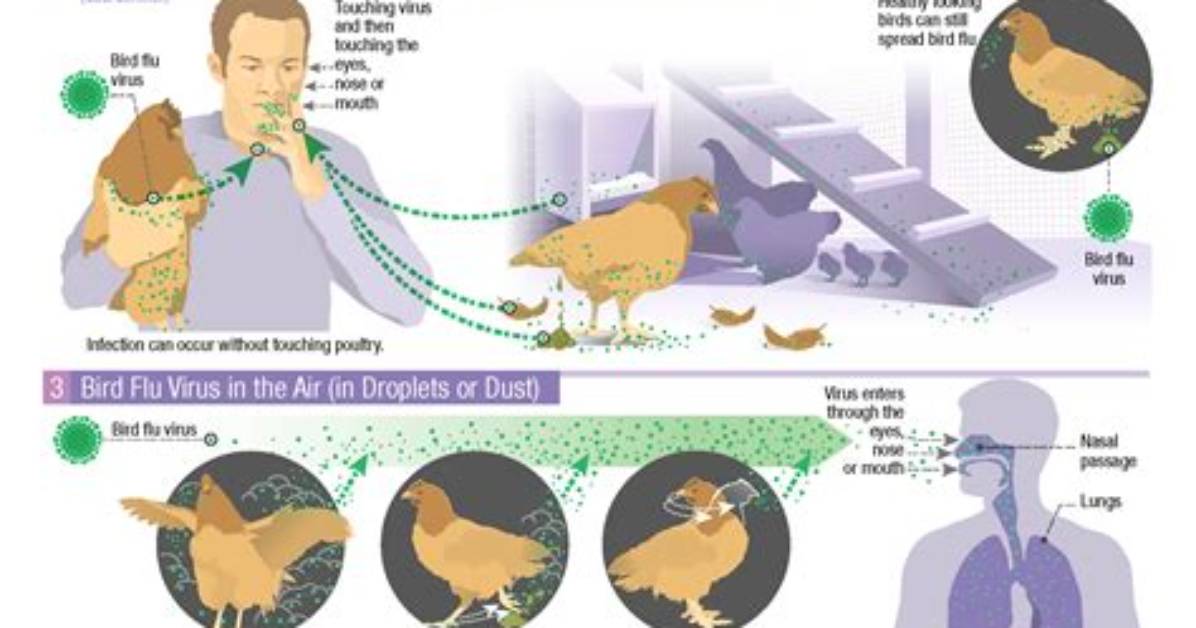 How Bird Flu Spread?