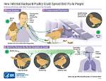 How Bird Flu Spread?