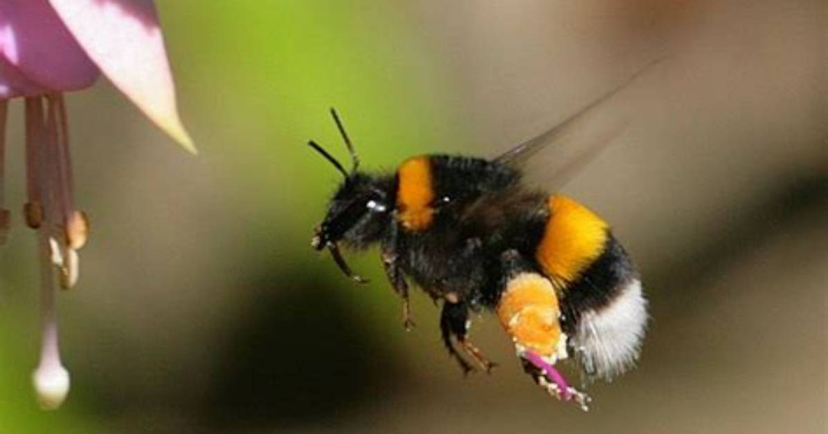 How Bumblebee Can Fly?