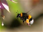 How Bumblebee Can Fly?