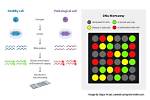 How Can You Use a Microarray to Determine Which Genes Are Affected in Tumor Cells