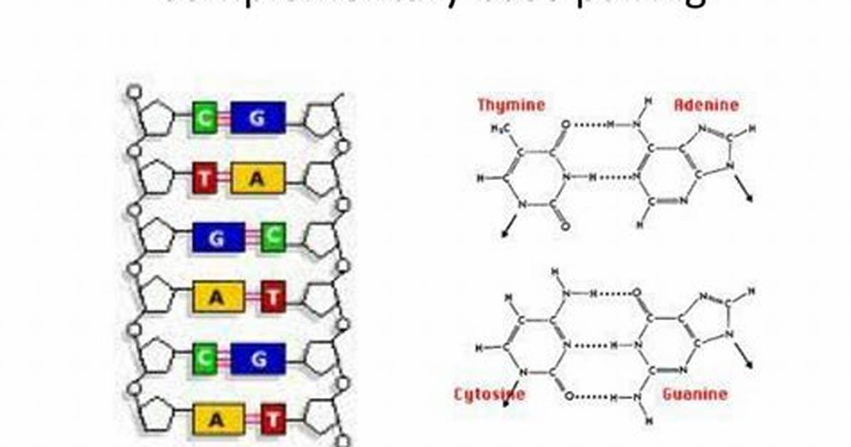 How Complementary Is Base Pairing?