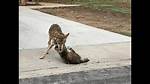 How Coyotes Kill Cats?