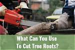 How Cut Through Tree Roots?
